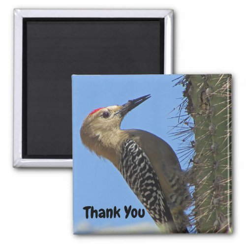 Thank You Gila Woodpecker Photo Southwest Bird Magnet