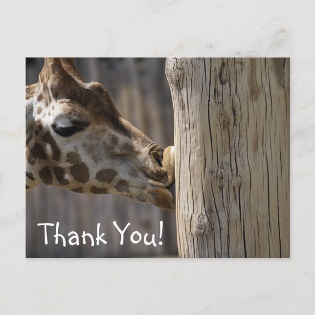Thank You Giraffe Kisses Postcard (Front)