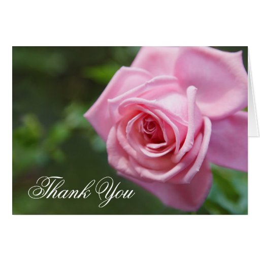 Thank you greeting card with beautiful pink rose | Zazzle