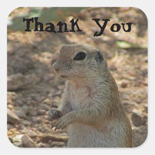 Thank You Ground Squirrel Photo Desert Animal Square Sticker