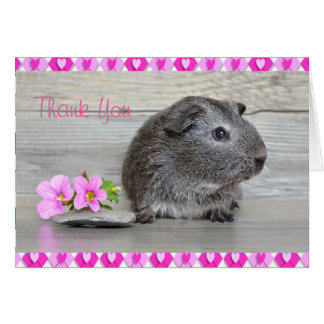 guineapigthanks