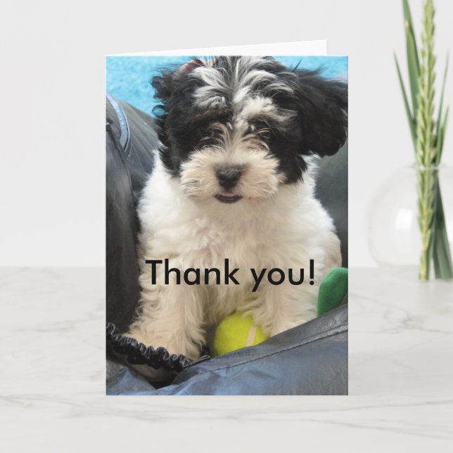 Thank you! Havanese Puppy Thank You Card (Front)