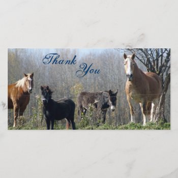 Thank You- Horses  Pony  And Donkey Photocards Thank You Card by tyounglyle at Zazzle