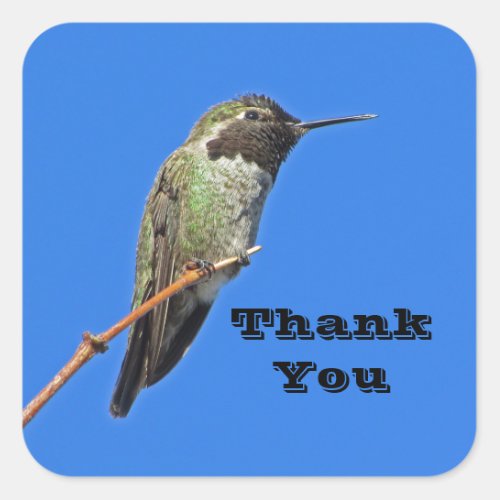Thank You Hummingbird Photo Nature Appreciation Square Sticker