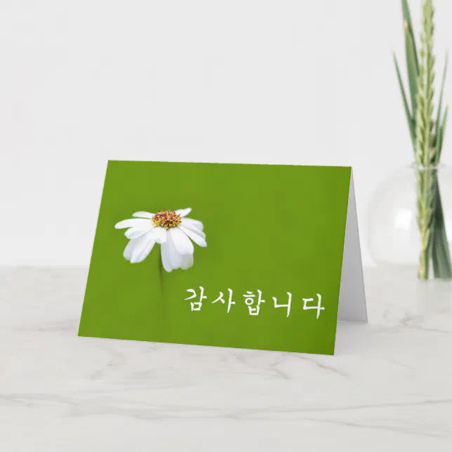 Thank you in Korean - white daisy | Zazzle