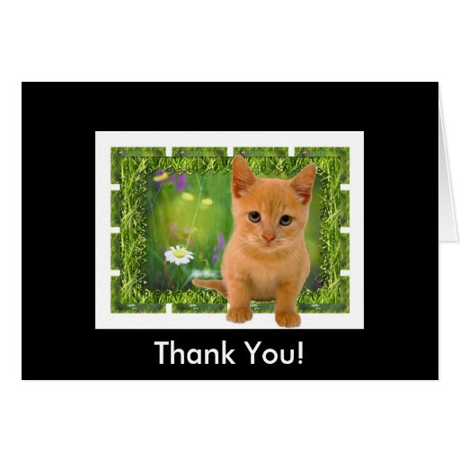 Thank you Kitten Card | Zazzle