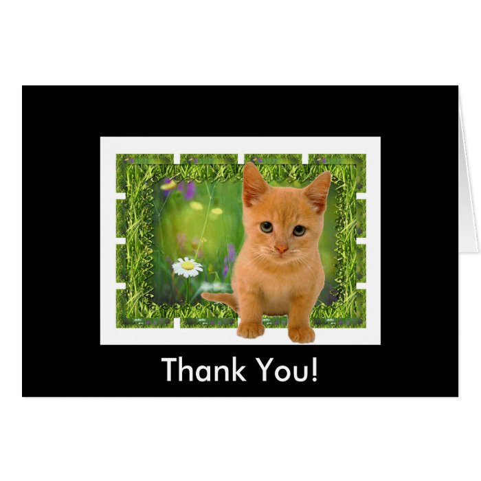 Thank you Kitten Card