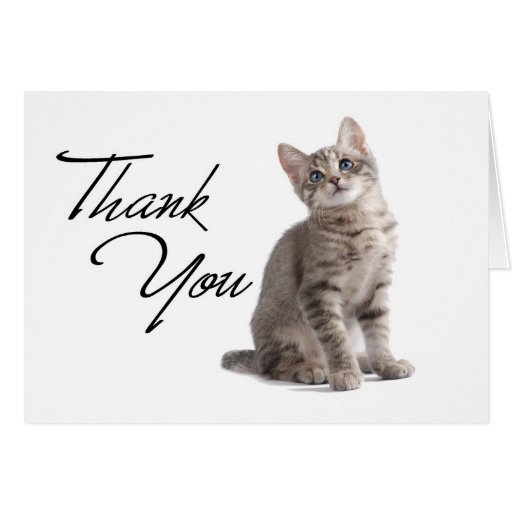 Thank You Kitten on Blue Greeting Card | Zazzle