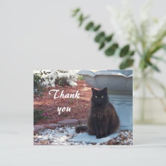 Thank you Kitty Postcard | Zazzle