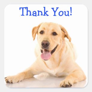 Thank You Labrador Retriever Dog Sticker Labels