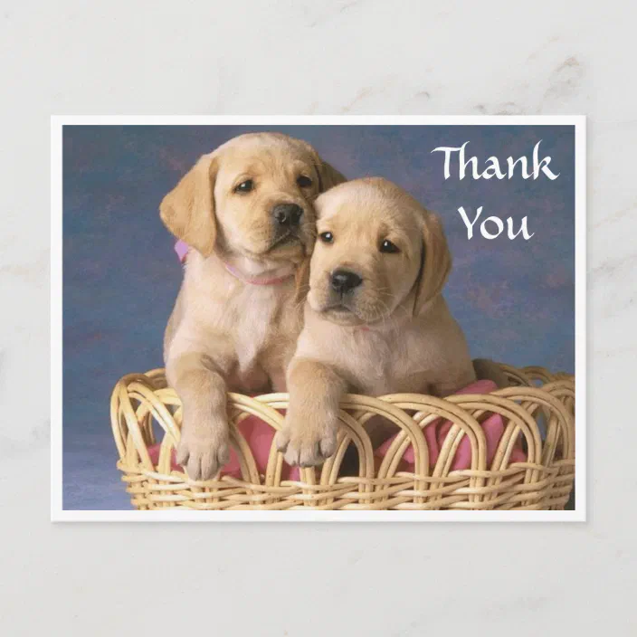 Thank You Labrador Retriever Puppy Post Card Zazzle Com