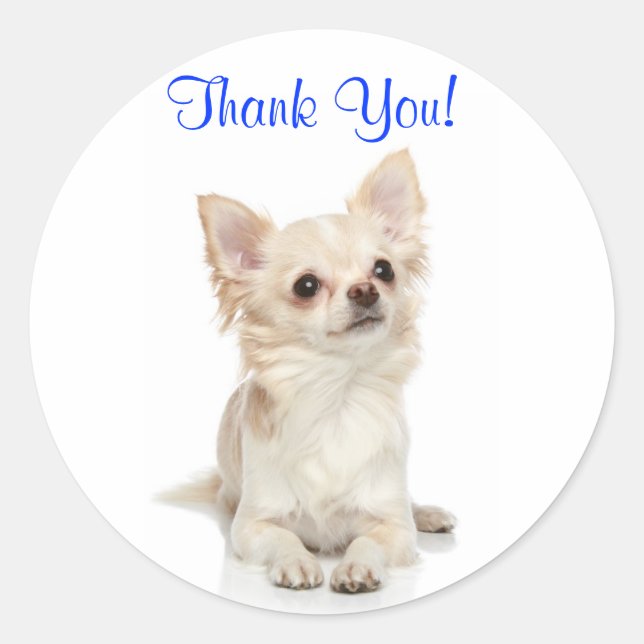 Thank You Long Haired Chihuahua  Sticker (Front)