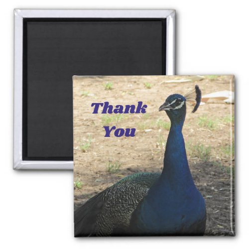 Thank You Male Peacock Photo Appreciation Magnet