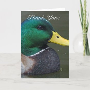 Thank You Mallard Duck Greeting Card by pdphoto at Zazzle