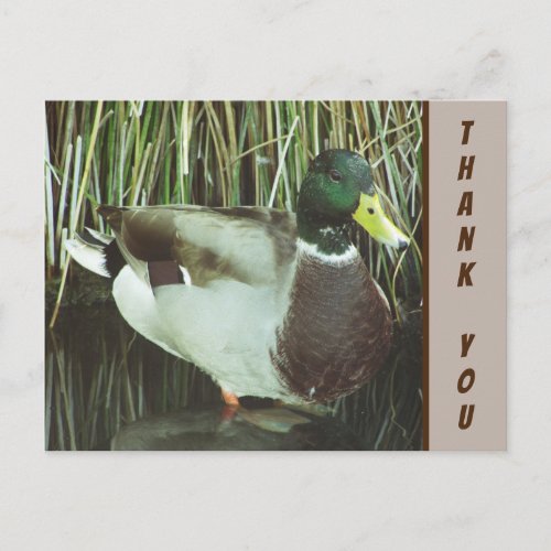 Thank You Mallard Duck Photo Nature Appreciation Postcard