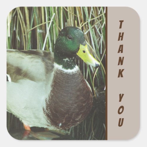 Thank You Mallard Duck Photo Nature Birds Square Sticker