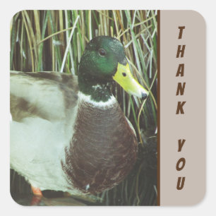 Thank You Mallard Duck Photo Nature Birds Square Sticker