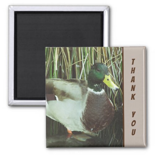 Thank You Mallard Duck Photo Nature Lake Bird Magnet