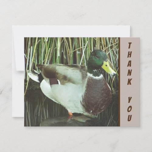 Thank You Mallard Duck Wild Bird Appreciation Card