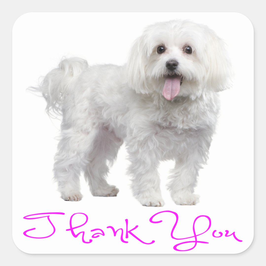 Thank You Maltese Puppy Dog Sticker Zazzle