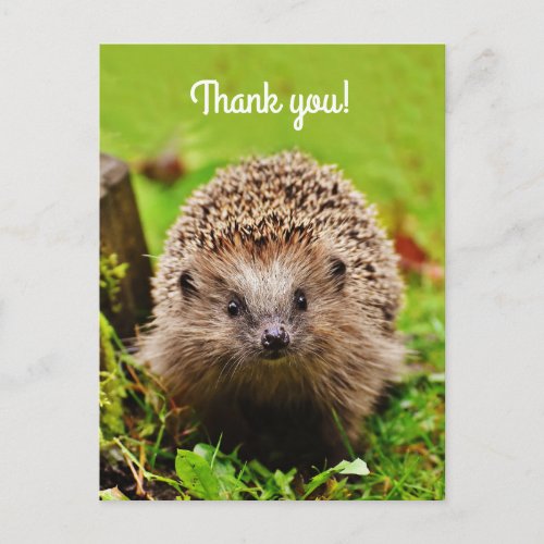 Thank you Personalized Little Hedgehog Postcard