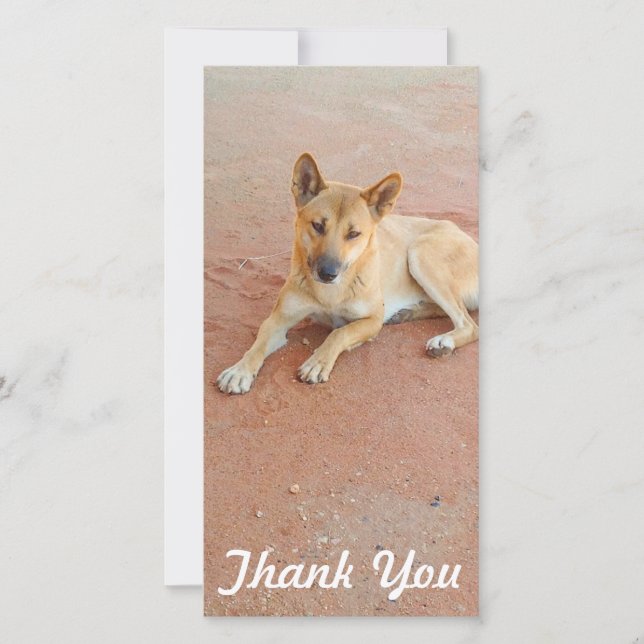 Thank You photo card - Australian dingo (Front)