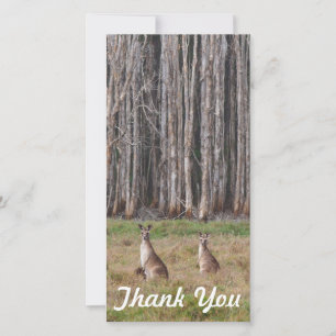 Thank You photo card - Australian kangaroos