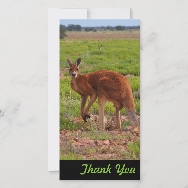 Thank You photo card - Australian red kangaroo (Front)
