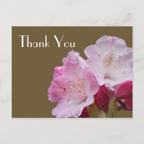 Thank you pink azalea flowers  杜 鹃 花 postcard