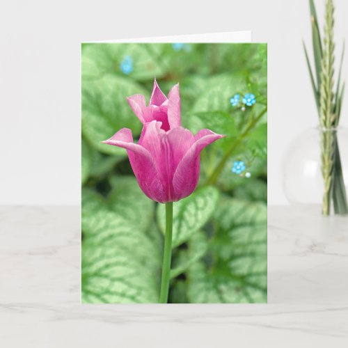 Thank You Pink Tulip