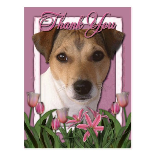 Thank You - Pink Tulips - Jack Russell Postcard | Zazzle