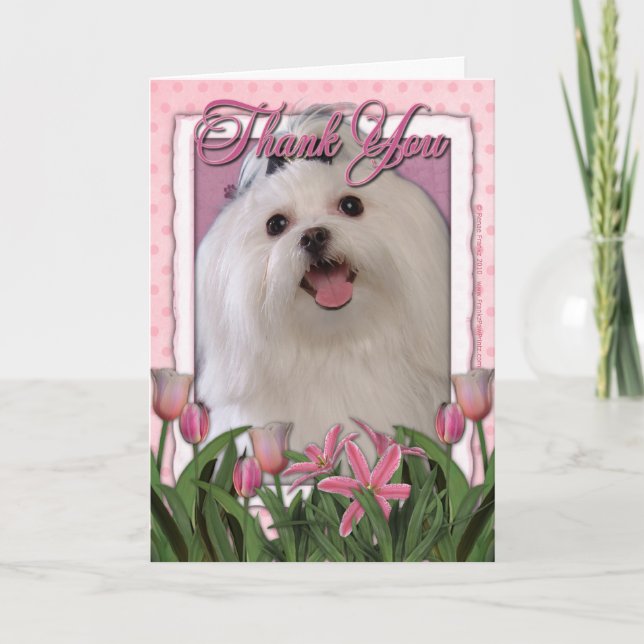 Thank You - Pink Tulips - Maltese (Front)