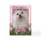 Thank You - Pink Tulips - Maltese