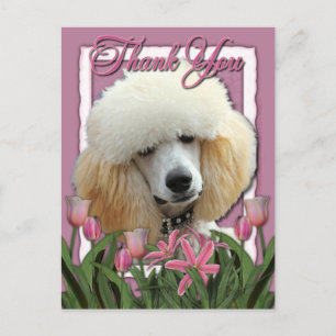 Thank You - Pink Tulips - Poodle - Apricot Postcard