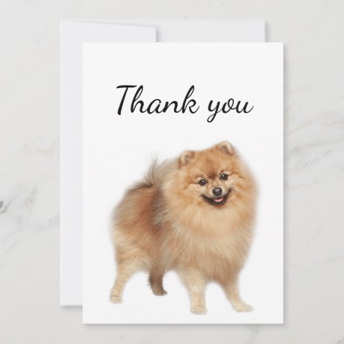 Thank You Pomeranian Dog Pet Animal 
