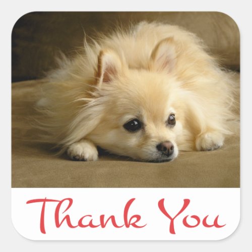 Thank You Pomeranian Puppy Dog Stickers  Labels