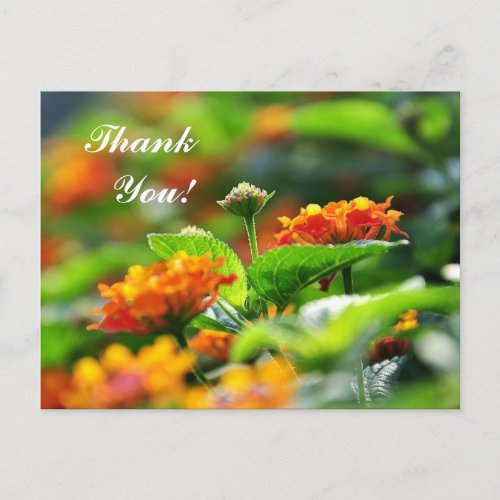 Thank you postcard