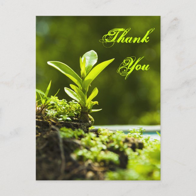 Thank you -  postcards (Front)
