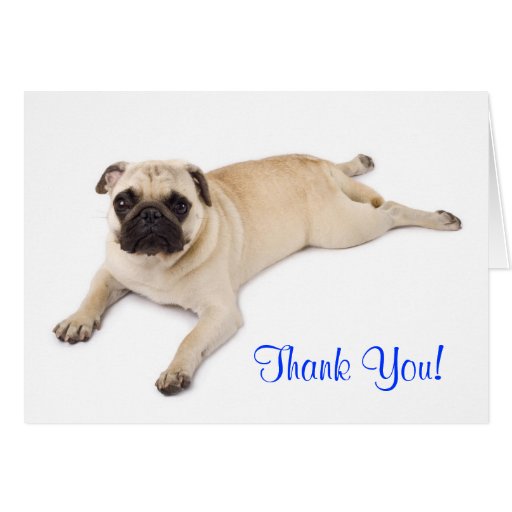 Thank You Pug Blank Note Card | Zazzle