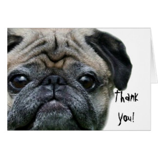 Pug Thank You Cards - Greeting & Photo Cards | Zazzle