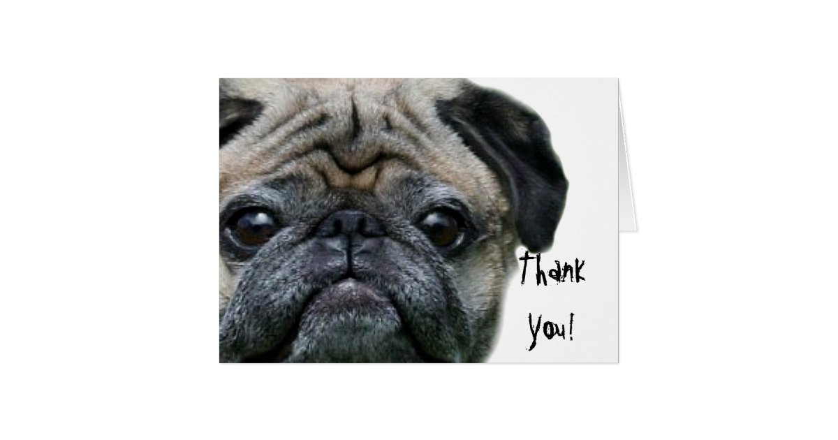 Thank You pug greeting card | Zazzle.com