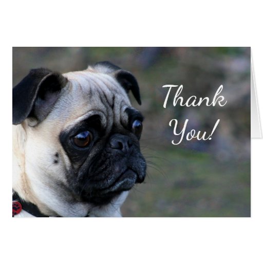 Thank You pug greeting card | Zazzle