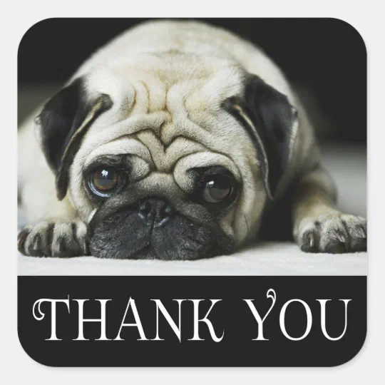 Thank You Pug Puppy Dog Black & White Square Sticker