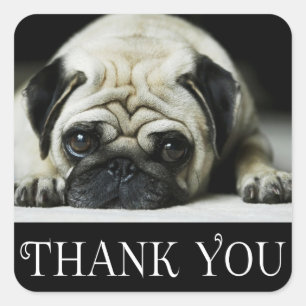 Thank You Pug Puppy Dog Black & White Square Sticker