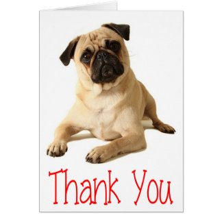 Pug Thank You Cards - Greeting & Photo Cards 