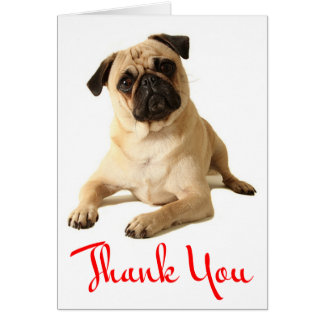 Pug Thank You Cards | Zazzle