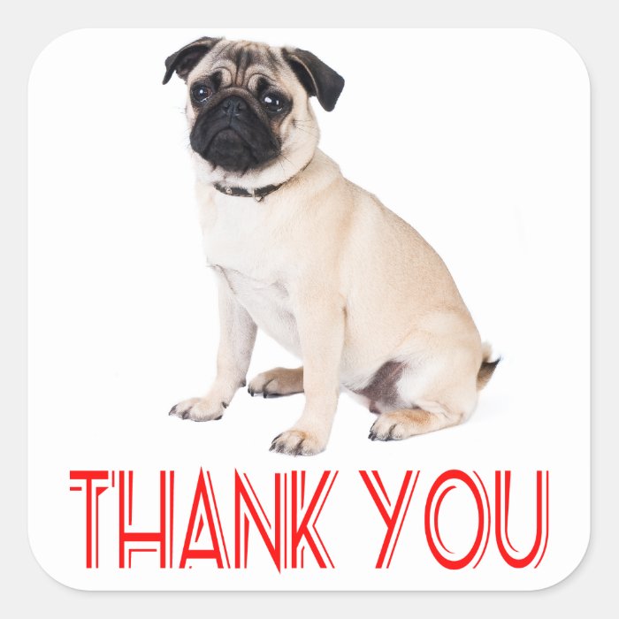 Thank You Pug Puppy Dog Greeting Sticker / Label