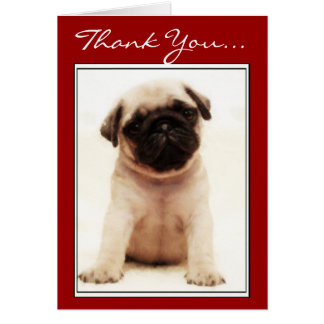 Pug Thank You Cards | Zazzle