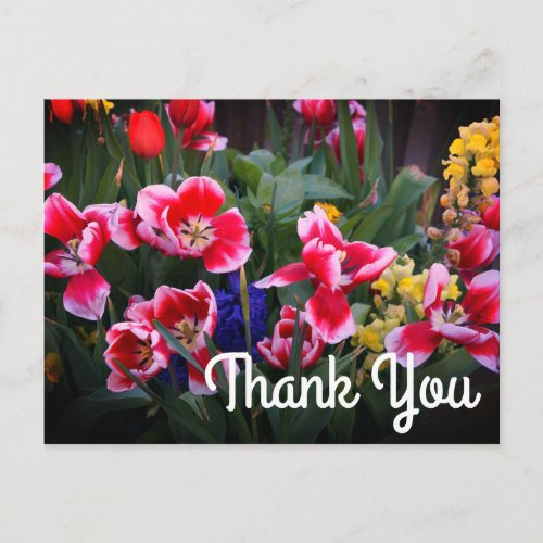 Thank You Red and White Tulips Postcard