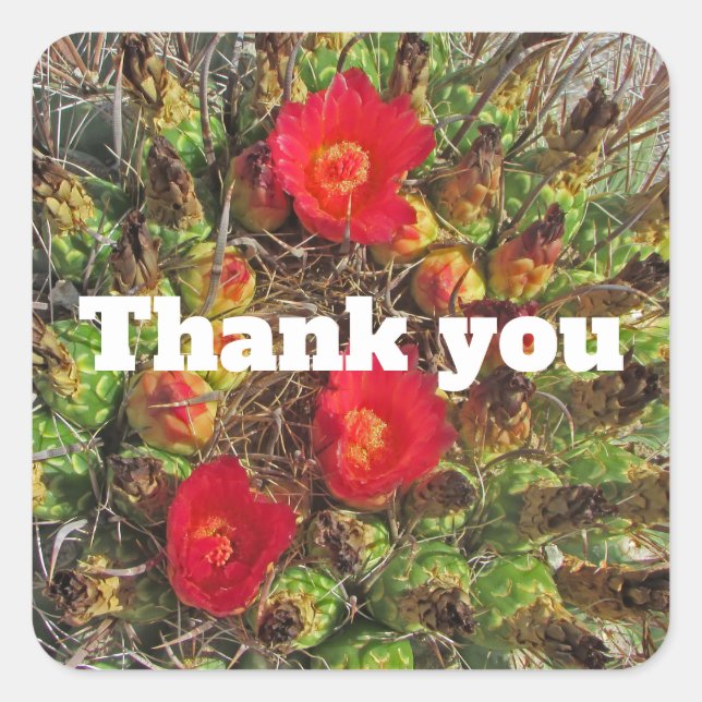 Thank You Red Cactus Flower Desert Plant Photo Square Sticker (Front)
